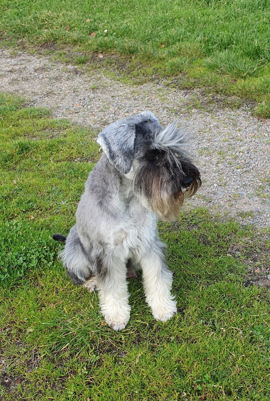 Hildebert's Elisabeth Royal