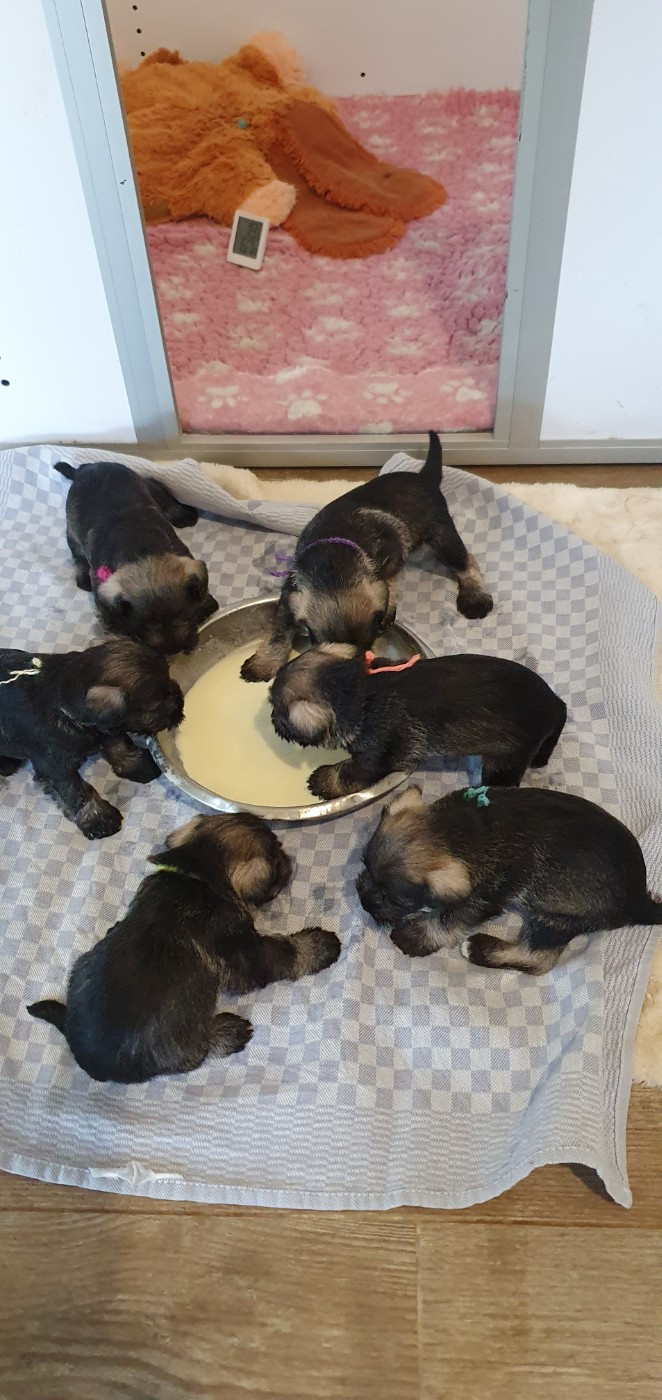 Mellan Pepper Salt - Schnauzer miniature - Portée née le 04/11/2025