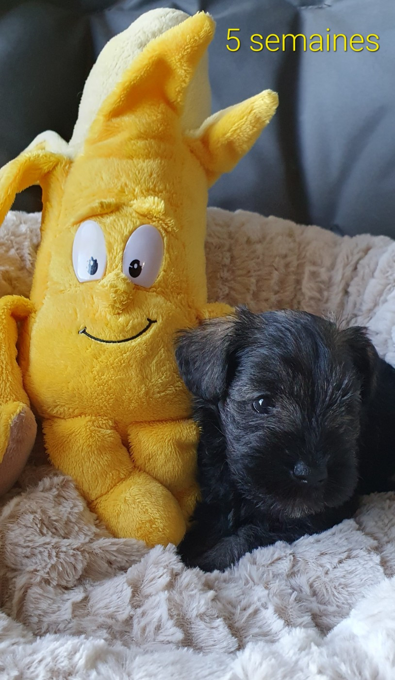 Mellan Pepper Salt - Chiots disponibles - Schnauzer miniature