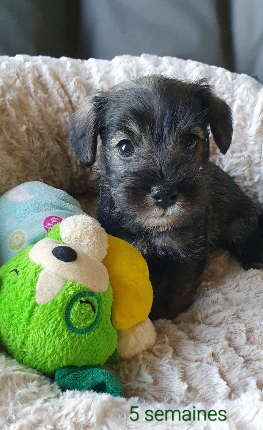 Mellan Pepper Salt - Chiots disponibles - Schnauzer miniature