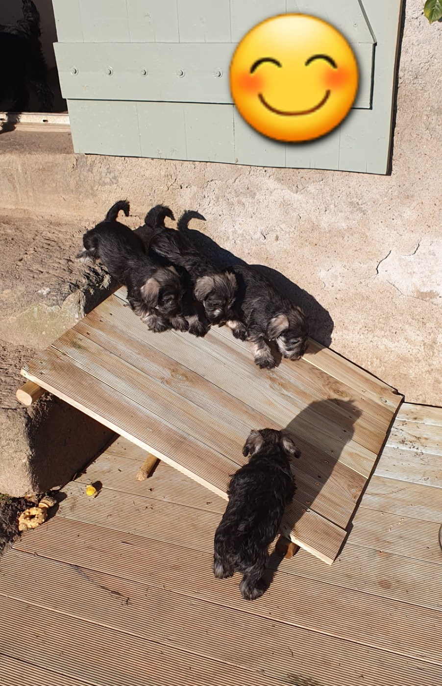 Chiot Schnauzer miniature Mellan Pepper Salt